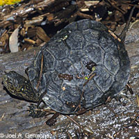 Pacific Pond Turtle