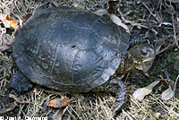 Pacific Pond Turtle