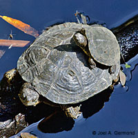 Pacific Pond Turtle