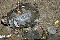 Pacific Pond Turtle