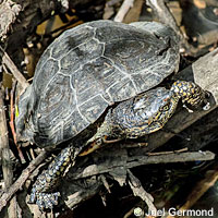 Pacific Pond Turtle