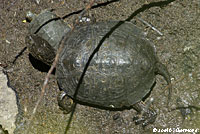 Pacific Pond Turtle