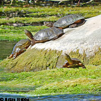 Pacific Pond Turtle