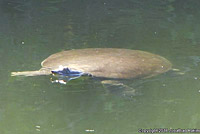 Texas Spiny Softshell