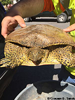 Texas Spiny Softshell