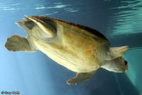 Loggerhead Sea Turtle