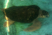 Loggerhead Sea Turtle