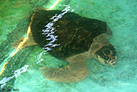 Loggerhead Sea Turtle