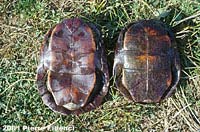 Pacific Pond Turtles