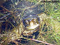 Pacific Pond Turtle