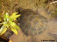 Pacific Pond Turtle