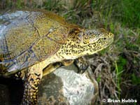 Pacific Pond Turtle