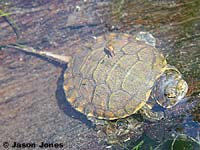 Pacific Pond Turtle