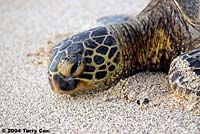 Green Sea Turtle