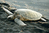 green sea turtle