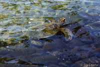 Green Sea Turtle