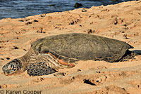 Green Sea Turtle