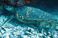 Green Sea Turtle