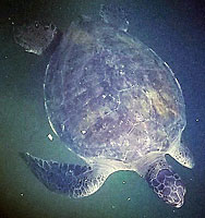 Green Sea Turtle