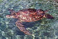 Green Sea Turtle