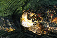 Green Sea Turtle