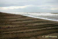 Green Sea Turtle CA Habitat