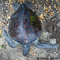 Green Sea Turtle