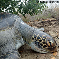 Green Sea Turtle