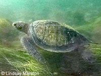 Green Sea Turtle