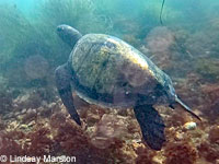 Green Sea Turtle