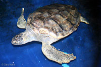 Green Sea Turtle