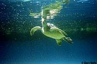 Green Sea Turtle