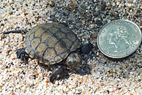 Pacific Pond Turtle