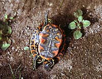 Western Painted Turtle