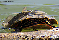 Western Painted Turtle