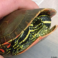 Western Painted Turtle