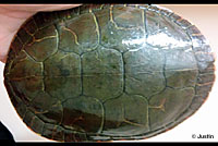 Western Painted Turtle