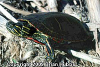 Western Painted Turtle