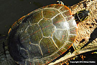 Western Painted Turtle