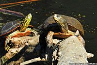 Western Painted Turtle