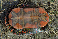 Western Painted Turtle