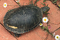 Western Painted Turtle