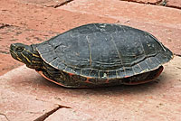 Western Painted Turtle