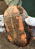 Western Painted Turtle