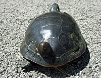 Red-eared Slider