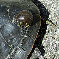 Red-eared Slider