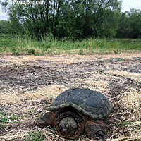 Eastern Snapping Turtle