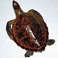 Green Sea Turtle