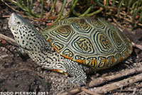 Red-eared Slider