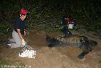 Leatherback on beach covering her eggs